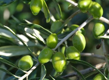 Olive Oil Tasting in Umbria