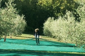 Olive oil in Umbria